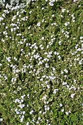 Snowmass Blue-Eyed Veronica (Veronica 'P018S') at The Green Spot Home & Garden