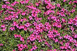 Spring Scarlet Moss Phlox (Phlox subulata 'Spring Scarlet') at The Green Spot Home & Garden