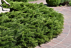 Calgary Carpet Juniper (Juniperus sabina 'Calgary Carpet') at The Green Spot Home & Garden
