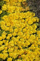 Yellow Ice Plant (Delosperma nubigenum) at The Green Spot Home & Garden