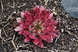 Chick Charms Lotus Blossom; Hens And Chicks (Sempervivum 'Lotus Blossom') at The Green Spot Home & Garden