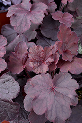 Northern Exposure Black Coral Bells (Heuchera 'TNHEUNEB') at The Green Spot Home & Garden