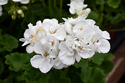 Patriot White Geranium (Pelargonium 'Patriot White') at The Green Spot Home & Garden
