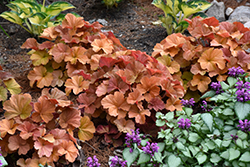 Northern Exposure Amber Coral Bells (Heuchera 'TNHEUNEA') at The Green Spot Home & Garden