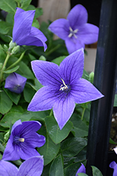 Pop Star Blue Balloon Flower (Platycodon grandiflorus 'Pop Star Blue') at The Green Spot Home & Garden