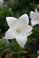 Pop Star White Balloon Flower (Platycodon grandiflorus 'Pop Star White') at The Green Spot Home & Garden