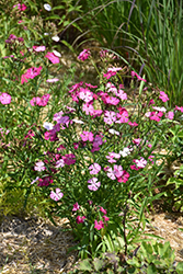 Sweetness Pinks (Dianthus plumarius 'Sweetness') at The Green Spot Home & Garden