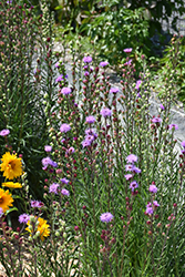 Rocky Mountain Blazing Star (Liatris ligulistylis) at The Green Spot Home & Garden