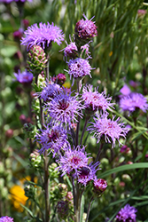 Rocky Mountain Blazing Star (Liatris ligulistylis) at The Green Spot Home & Garden