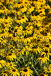 American Gold Rush Coneflower (Rudbeckia 'American Gold Rush') at The Green Spot Home & Garden