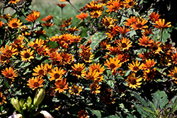 Bleeding Hearts False Sunflower (Heliopsis helianthoides 'Bleeding Hearts') at The Green Spot Home & Garden