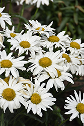 Whitecap Shasta Daisy (Leucanthemum x superbum 'Whitecap') at The Green Spot Home & Garden