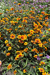 Summer Eclipse False Sunflower (Heliopsis helianthoides 'Summer Eclipse') at The Green Spot Home & Garden