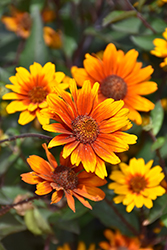 Summer Eclipse False Sunflower (Heliopsis helianthoides 'Summer Eclipse') at The Green Spot Home & Garden