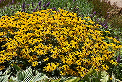 Goldblitz Coneflower (Rudbeckia fulgida 'Goldblitz') at The Green Spot Home & Garden