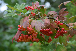 Wentworth Highbush Cranberry (Viburnum trilobum 'Wentworth') at The Green Spot Home & Garden