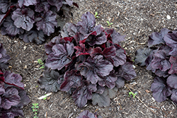 Northern Exposure Black Coral Bells (Heuchera 'TNHEUNEB') at The Green Spot Home & Garden