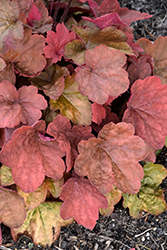 Carnival Cinnamon Stick Coral Bells (Heuchera 'Cinnamon Stick') at The Green Spot Home & Garden