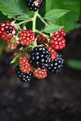 Chester Thornless Blackberry (Rubus 'Chester') at The Green Spot Home & Garden