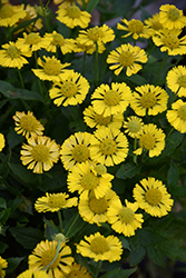 Mariachi Sombrero Sneezeweed (Helenium autumnale 'Sombrero') at The Green Spot Home & Garden