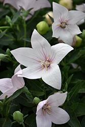 Pop Star Pink Balloon Flower (Platycodon grandiflorus 'Pop Star Pink') at The Green Spot Home & Garden