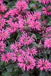 Bubblegum Blast Beebalm (Monarda 'Bubblegum Blast') at The Green Spot Home & Garden