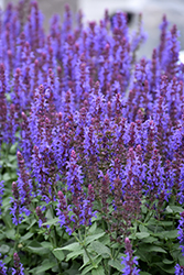 Sensation Sky Blue Meadow Sage (Salvia nemorosa 'Sensation Sky Blue') at The Green Spot Home & Garden