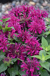 Balmy Purple Beebalm (Monarda didyma 'Balbalmurp') at The Green Spot Home & Garden