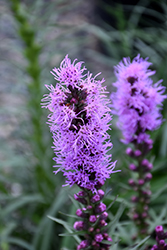 Blazing Star (Liatris spicata) at The Green Spot Home & Garden