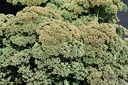 T Rex Stonecrop (Sedum 'T Rex') at The Green Spot Home & Garden