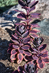 Sunsparkler Dazzling Dynamite Stonecrop (Sedum 'Dazzling Dynamite') at The Green Spot Home & Garden