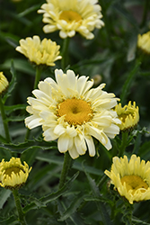 Sweet Daisy Izabel Shasta Daisy (Leucanthemum x superbum 'Izabel') at The Green Spot Home & Garden