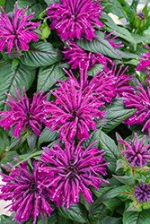 Rockin' Raspberry Beebalm (Monarda 'Rockin' Raspberry') at The Green Spot Home & Garden