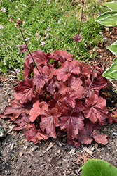 Northern Exposure Red Coral Bells (Heuchera 'TNHEUNER') at The Green Spot Home & Garden