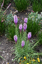 Blazing Star (Liatris spicata) at The Green Spot Home & Garden