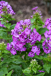 Flame Purple Garden Phlox (Phlox paniculata 'Flame Purple') at The Green Spot Home & Garden