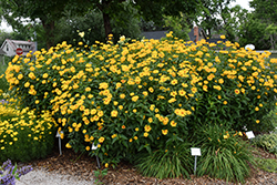 Burning Hearts False Sunflower (Heliopsis helianthoides 'Burning Hearts') at The Green Spot Home & Garden