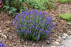 Moody Blues Dark Blue Speedwell (Veronica 'Novaverblu') at The Green Spot Home & Garden