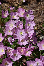 Twilight Evening Primrose (Oenothera berlandieri 'Turner01') at The Green Spot Home & Garden