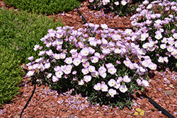 Twilight Evening Primrose (Oenothera berlandieri 'Turner01') at The Green Spot Home & Garden