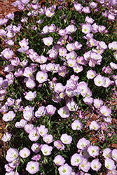 Twilight Evening Primrose (Oenothera berlandieri 'Turner01') at The Green Spot Home & Garden