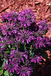 Rockin' Raspberry Beebalm (Monarda 'Rockin' Raspberry') at The Green Spot Home & Garden