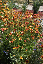 Blanket Flower (Gaillardia aristata) at The Green Spot Home & Garden