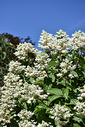 Fire And Ice Hydrangea (Hydrangea paniculata 'Wim's Red') at The Green Spot Home & Garden