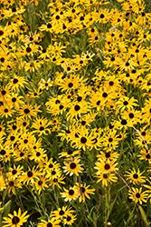 Black-eyed Susan (Rudbeckia hirta) at The Green Spot Home & Garden