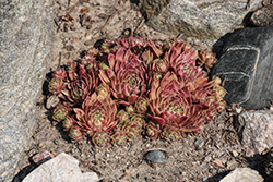 Chick Charms Lotus Blossom; Hens And Chicks (Sempervivum 'Lotus Blossom') at The Green Spot Home & Garden