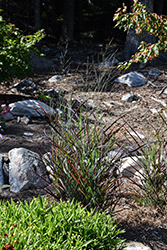 Hot Rod Switch Grass (Panicum virgatum 'Hot Rod') at The Green Spot Home & Garden