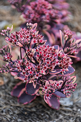 Sunsparkler Dazzling Dynamite Stonecrop (Sedum 'Dazzling Dynamite') at The Green Spot Home & Garden