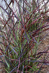 Hot Rod Switch Grass (Panicum virgatum 'Hot Rod') at The Green Spot Home & Garden