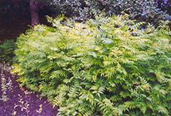 False Spirea (Sorbaria sorbifolia) at The Green Spot Home & Garden
